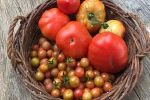 Cómo aprovechar el mejor momento de los tomates