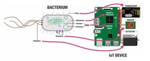La comparación de las funciones de una bacteria Escherichia Coli y una Raspberry Pi