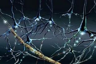 La esclerosis múltiple afecta la mielina en el cuerpo humano, una sustancia que recubre los nervios que conducen los impulsos eléctricos desde el cerebro hacia la periferia del organismo y viceversa