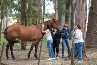 Los caballos se comportan de acuerdo a la información que van obteniendo de la persona que se acerca con la intención de sanar