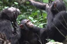 Y si los chimpancés se "medican" al aplicar insectos en las heridas