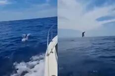 La impresionante imagen de un delfín que captó un barco pesquero en Australia
