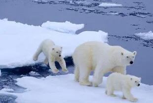 La desaparición de las placas de hielo reducen la posibilidad de alimentación de los osos polares, que se verán gravemente afectados por el cambio climático