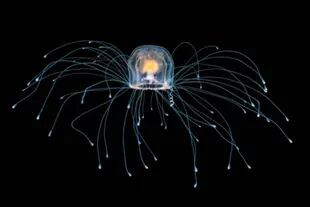 Las medusas inmortales Turritopsis dohrnii pueden vivir potencialmente para siempre