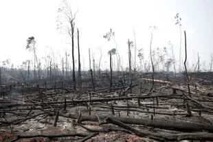Troncos quemados en una zona afectada por los incendios en la Amazonia