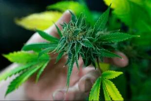 El cannabis es la planta más antigua cultivada en el lejano oriente, pero se sabe poco si se usaba como droga psicoactiva