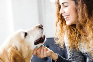 Enfermedades que pueden transmitir las mascotas y 5 consejos para evitarlas