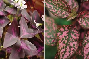 Izquierda: Oxalis triangularis, una planta de hojas moradas que se suele cultivar en patios muy reparados o en interiores. Derecha: Hypoestes phyllostachya. Crecen bien en lugares luminosos pero sombreados.