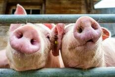 Alarma en Brasil por una nueva cepa de gripe porcina con potencial pandémico