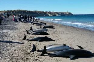 Casi 50 de los animales murieron en la costa