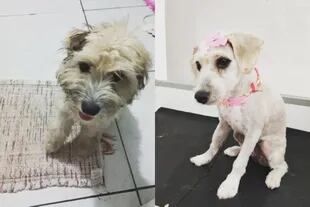 El antes y después de la perra encontrada en el sillón