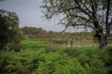 Parque Natural de Doñana que lentamente se queda sin agua