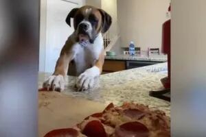 Video: un perro fue grabado mientras intentaba robar una pizza y se volvió viral
