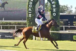 La Aduana evitó la exportación irregular del mejor caballo de carrera del país