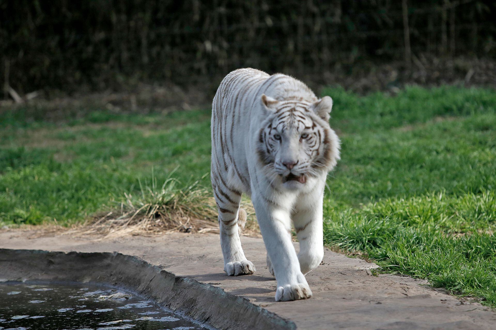 En el zoo hay un tigre blanco