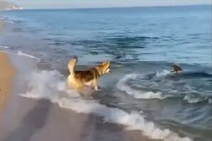 Video: un perro juega con un delfín en la playa y su amistad se vuelve viral