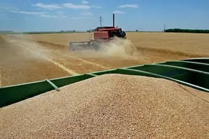 El próximo gobierno tendrá un 70% más de dólares con el trigo y la cebada