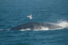 Por qué las gaviotas son la pesadilla de las ballenas francas y cómo revertir este desequilibrio