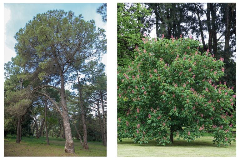 Cómo elegir tu árbol: las nociones básicas para saber cuál es el indicado  para tu jardín - TotalNews Agency