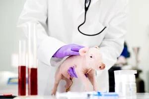Investigadores argentinos lograron un avance prometedor en la edición genética porcina
