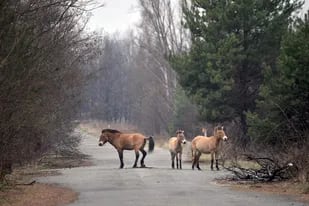 El caballo de Przewalski es una especie en extinción que sorpresivamente deambula por el área de Chernobyl