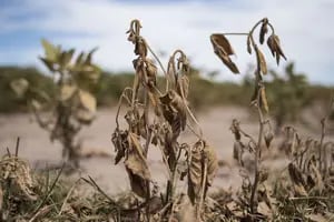 La urgencia para que Argentina avance hacia una agricultura sustentable según una experta de Greenpeace