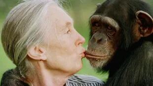 La inglesa Jane Goodall, mundialmente reconocida por sus investigaciones con chimpancés, sobre Toti: "Me preocupa mucho que continúe aislado"