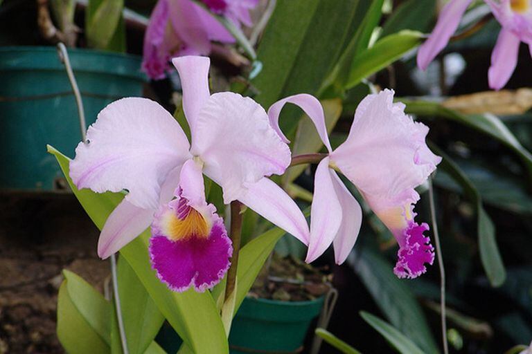 Una orquídea de la variedad Catleya