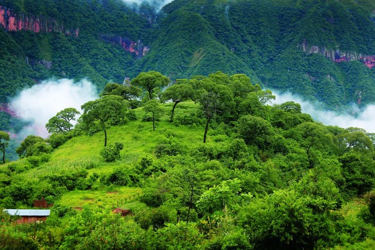 Yungas, el lado verde de Jujuy - LA NACION