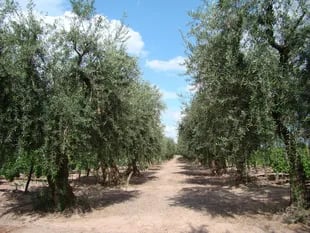 Bajó 50% la cantidad de explotaciones de olivo en la última década, pero se busca revertir esa situación