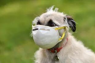 Coronavirus: en los Estados Unidos, una persona le puso un barbijo a su mascota; los perros, por su cercanía, también pueden transmitir virus a los humanos