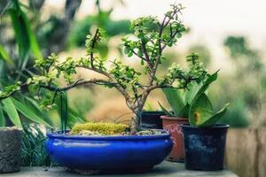 Estas son las técnicas infalibles para cultivar tu propio bonsái