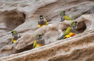 Algunos de los loros Barranqueros de la colonia de esas aves en El Cóndor.