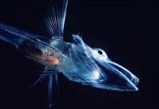 El extraño pez antártico de sangre transparente que cautiva a los científicos