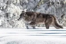 El parásito que provoca esquizofrenia en humanos y ayuda a los lobos a liderar manadas
