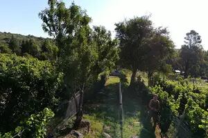 Córdoba, la meca de los alfajores, el fernet y ahora también del vino