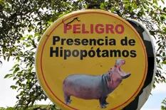 Colombia. Los hipopótamos de Escobar se convirtieron en una especie invasora