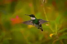 Grabaron el momento exacto en que un colibrí “se bañó” con el agua de una manguera