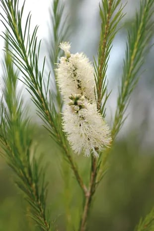 Este arbusto australiano tiene un follaje ligero que se mueve con el viento y una floración delicada. Resulta buena pantalla de ocultamiento, porque crece rápido y si las condiciones de cultivo son las adecuadas alcanza de 3 a 4,5 m de altura y de 2 a 2,5 m de diámetro