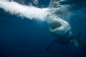 Las muertes por ataques de tiburones se duplicaron en un año
