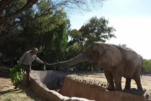 Un cuidador con otra elefanta del Ecoparque de Mendoza, Kenya