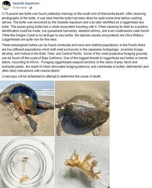 Los miembros de un acuario local publicaron la historia de la tortuga en Facebook