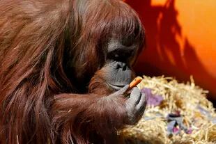 La orangutana Sandra será trasladada mañana del Ecoparque a un santuario en Estados Unidos