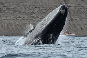 Cuánto cuesta avistar ballenas y por qué hay expectativas de otra temporada récord