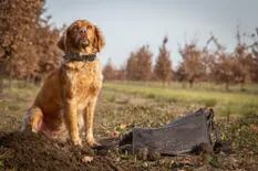 Trufas: en un campo de Buenos Aires, entrenan perros para encontrarlas