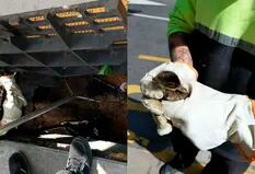 Palermo: rescataron a cuatro patos que cayeron en una alcantarilla
