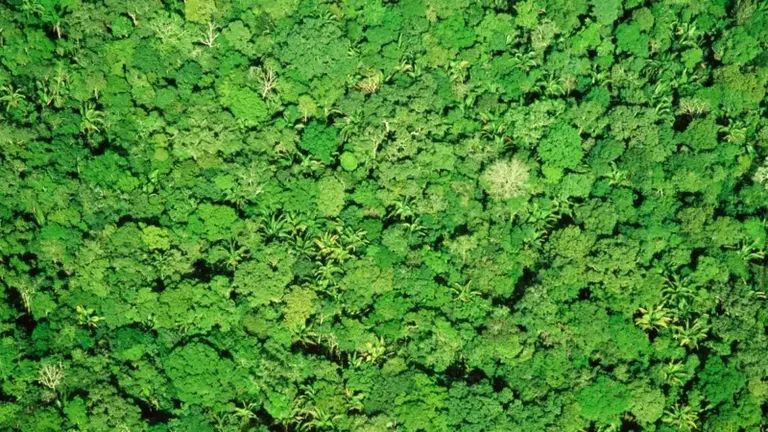 "Hay zonas en la Amazonia o en lugares remotos, en las que no sabemos cuál es la altura de los árboles y cómo es la distribución de la biomasa".