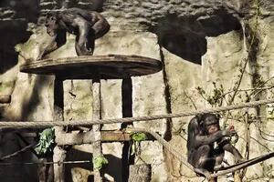 Trasladarán al "mejor santuario del mundo" a los dos últimos chimpancés del Ecoparque porteño