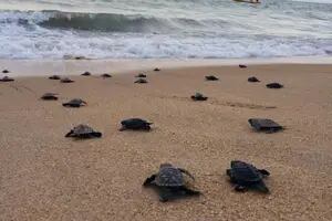 Por qué el 99% de las tortugas marinas que están naciendo en las playas de Florida son hembras