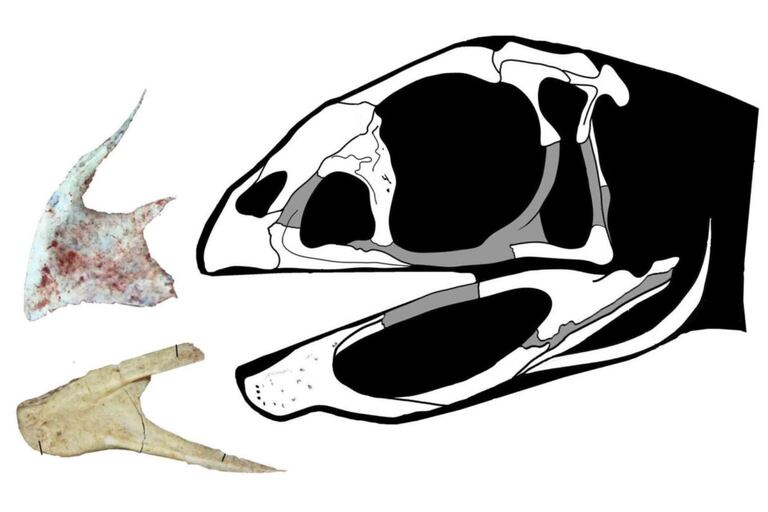 Berthasaura tenía un pico córneo, sin dientes, con una lámina ósea bien desarrollada en el arco superior, diferente a todas las especies encontradas en el país hasta la fecha